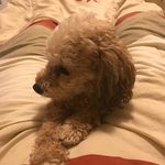 Sandy Guerrero - @the.poodle.sandy.boo - Instagram