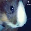 hi my name sandy - @sandytheguinypig - TikTok