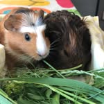 Roxy And Sandy - @roxy_and_sandy_guinea_pigs - Instagram