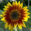 Sandy Gustafson - @sandy.gustafson61 - TikTok