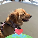 Sandy Hamlin - @sandyhamlin - Instagram