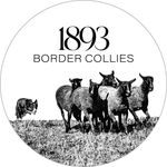 1893 Border Collies - Sandy Hance - @1893bordercollies - Instagram