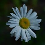 Sandy Hance - @theadoptedgrandma - Instagram