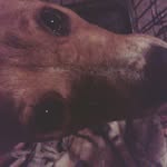 sandy hancock - @sandy_the_pit - Instagram