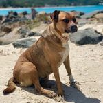 Sandy Jolly Harbour Beach Dog - @sandy_beachdog - Instagram