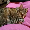 Sandy Harbison - @sandy.harbison - TikTok