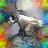 Mommy cat - @sandyhares5 - TikTok