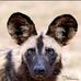 Sandy Hare - Facebook