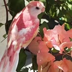 Sandy Hajar - Facebook