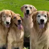 4 Golden Paws Dog Obedience - @sandyheimberg_4gp - TikTok