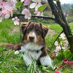 Sandra Heim - @malou.wilddrovers.aussie - Instagram