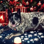 Sandy Hensley - @maggie_and_merlin - Instagram