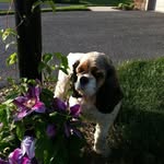 Sandy Hess - @cocker_spaniel_mom - Instagram