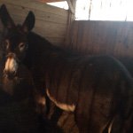 Sandy Hobbs - @victory_stables13 - Instagram