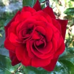 Sandy Hobson - @hobson7877 - Instagram