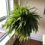 Sandy Hurley - @sanshomedesigns - Instagram