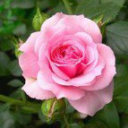 Sandy Hutton - @sandy.hutton.79 - Instagram