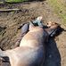 Sandy Irwin - Facebook
