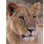 Sandy Irwin-Stoll - @sci_fy_girl_ - Instagram
