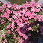 Sandy Jarvis - @sandra.jarvis.779 - Instagram