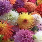 Sandy Joyce - @flowercityblooms - Instagram