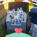 Sandy Joyce - Facebook