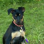 Sandy Lafleur - @sandythepuppy2021 - Instagram