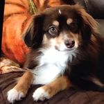 Sandy Lamb - @rdlamb60 - Instagram