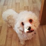 Sandy_lamb - @sandy_lamb15 - Instagram