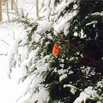 Sandy Lamb - @sandslamb - Instagram