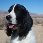 Laura Lundy - @sandyland.springers - Instagram