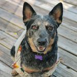 Sandy Brun Lemon - @australiancattledog_1 - Instagram
