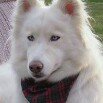 Sandy Lemons Rosenberg - @huskiemama - Instagram