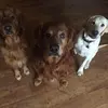 sandymayhewleavit - @sandymayhewleavit - TikTok