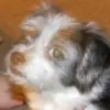 sandymccallops - @sandymccallops - TikTok