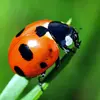sandymcgowan54 - @ladybug._.care - TikTok