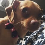 Sandy McNeil - @sandytheminpinmix - Instagram