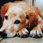 Sandra Medlin - @epic.pets.photos - Instagram