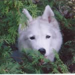 Sandy Meredith - @spiritwolf44 - Instagram