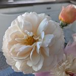 Sandy Merlo - @merlo.sandy - Instagram