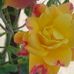 Sandy Michaels - Facebook