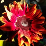 Sandra Bessell - @sandymickeybee - Instagram