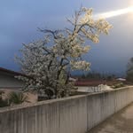 Sandy Mick - @sandy.yang.355 - Instagram
