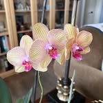 Sandra Milburn - @auntsandyk - Instagram