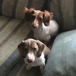 Sandy Joseph Moffatt - @sandyismeme - Instagram