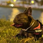 Sandy Mollis - @sandy_mollis - Instagram