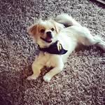 Sandy Mosher - @sunnythepupnormal - Instagram