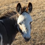 Sandy Mosher Adams - @sandyadams1957 - Instagram