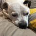 Sandy Mustard - Facebook