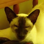 Sandy Murrell - @siamese_pug_lady - Instagram